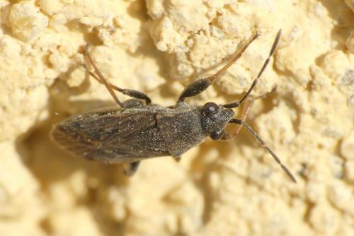 Peritrechus gracilicornis